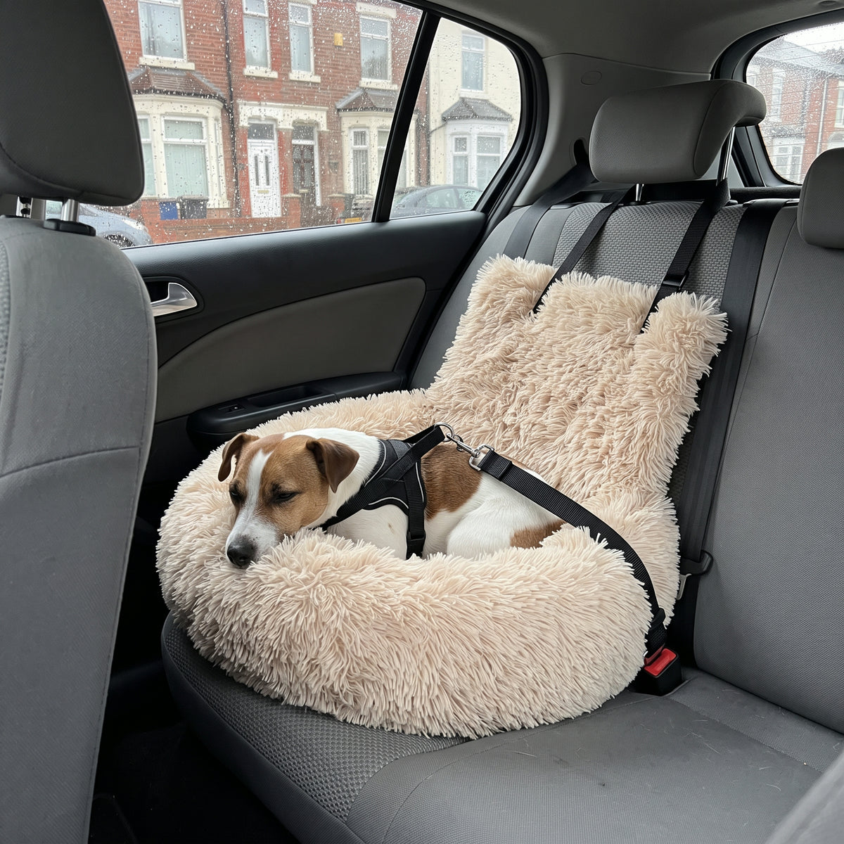 Hund im Autobett mit Sicherheitsgurt