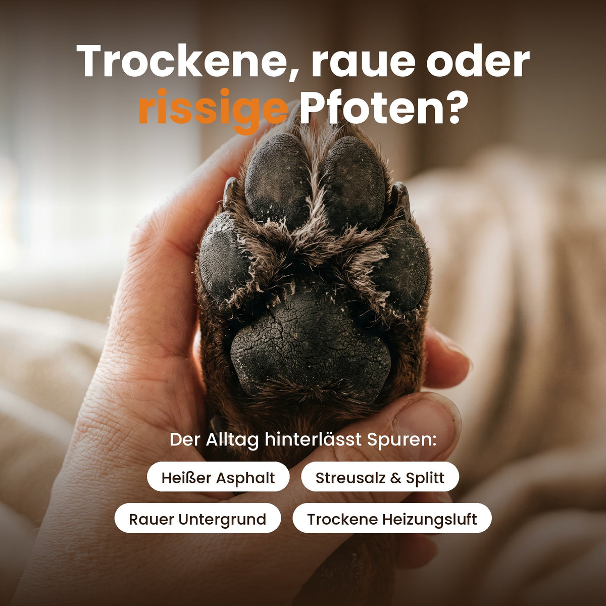 Trockene, raue Hundepfoten – häufige Ursachen