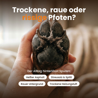 Trockene, raue Hundepfoten – häufige Ursachen