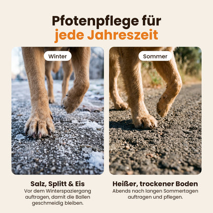 Pfotenpflege für Winter und Sommer