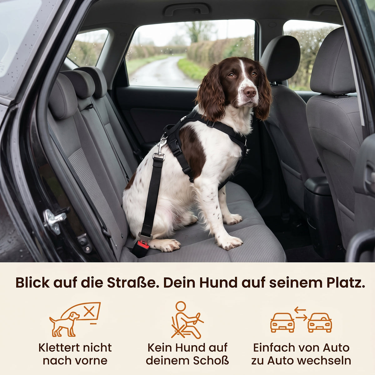 Blick auf die Straße, dein Hund auf seinem Platz