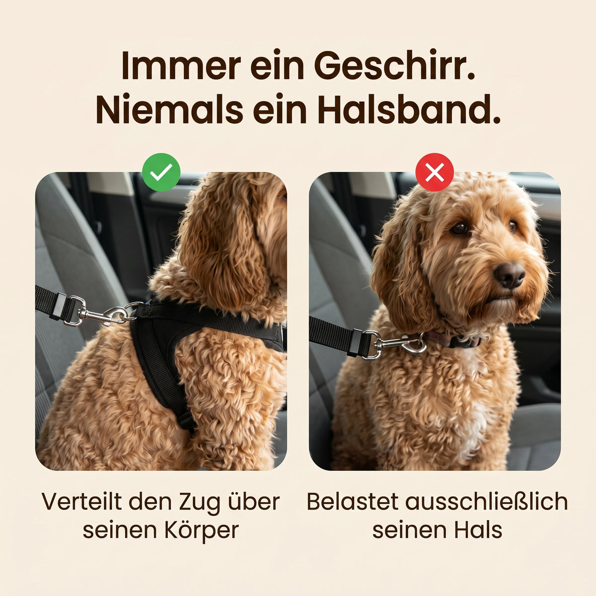 Immer ein Geschirr, niemals ein Halsband