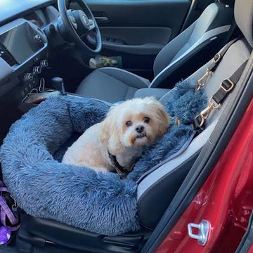 Hund im RuheNest Autobett