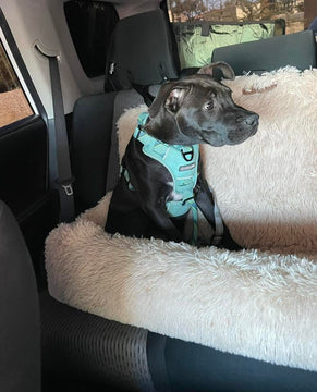 Hund im RuheNest Autobett