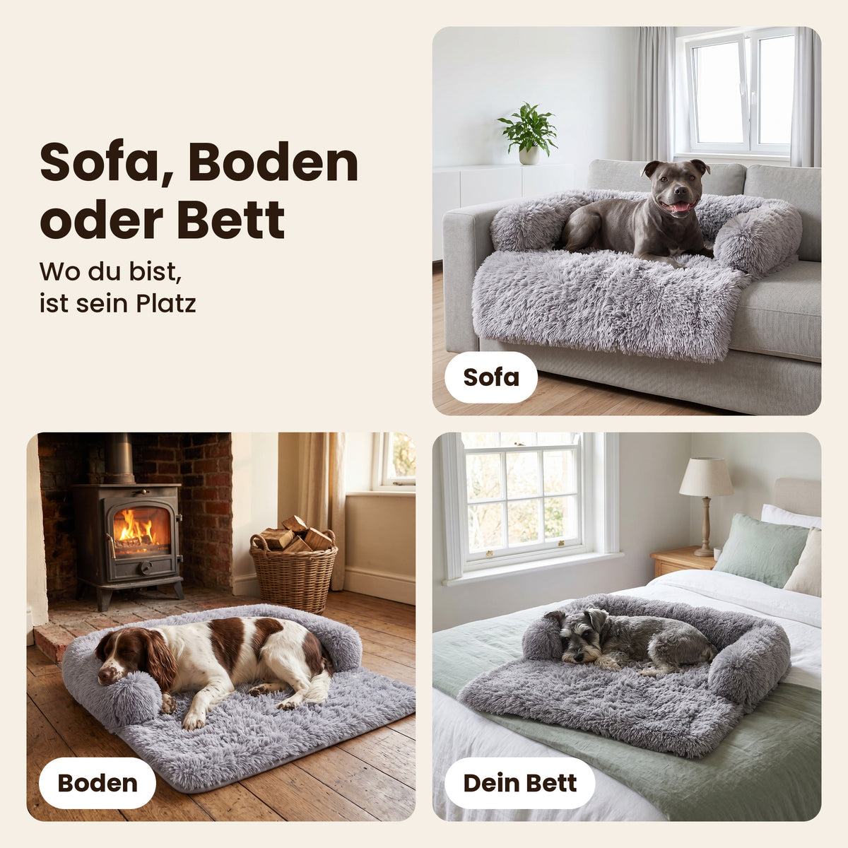 Schnauzenheld Sofabett auf dem Sofa, auf dem Boden und auf dem Bett