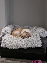Hund auf dem Sofabett