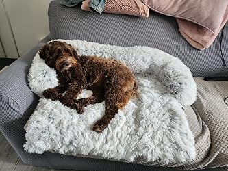 Hund auf dem Sofabett