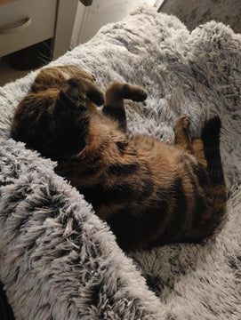 Hund auf dem Sofabett