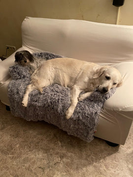Hund auf dem Sofabett
