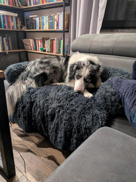 Hund auf dem Sofabett