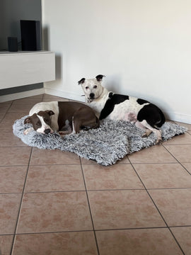 Hund auf dem Sofabett