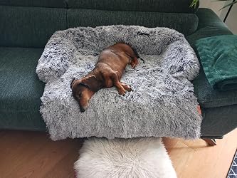 Hund auf dem Sofabett