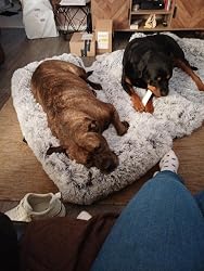 Hund auf dem Sofabett