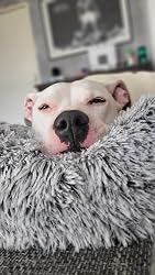 Hund auf dem Sofabett